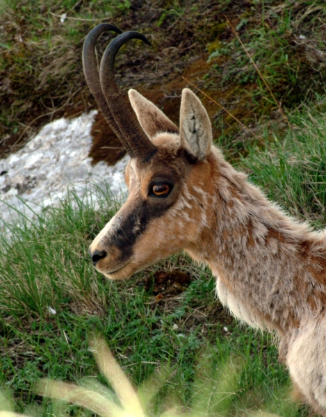 Camoscio d''Abruzzo Rupicapra pyrenaica ornata